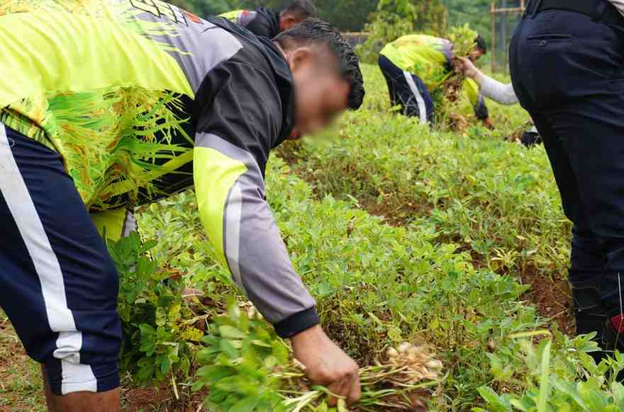 Dukung Ketahanan Pangan, Rutan Tangerang Panen 150 Kg Kacang Tanah dan 10 Kg Cabai Bersama Warga Binaan